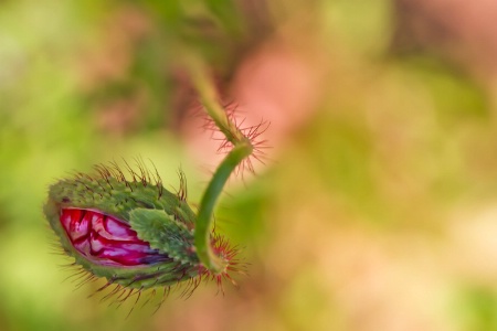 ~ Poppy Love ~