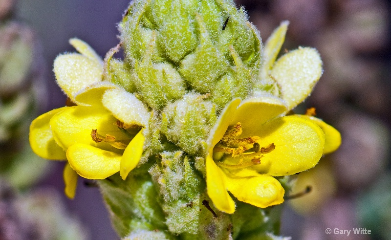 Flowering Mullein