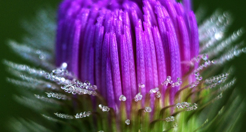 dew on thistle early morning...