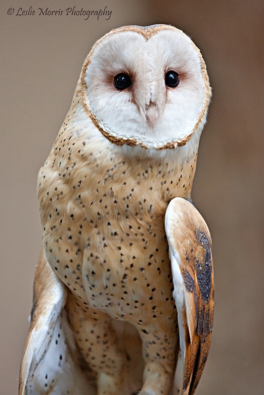 Beautiful Barn Owl - ID: 13193929 © Leslie J. Morris