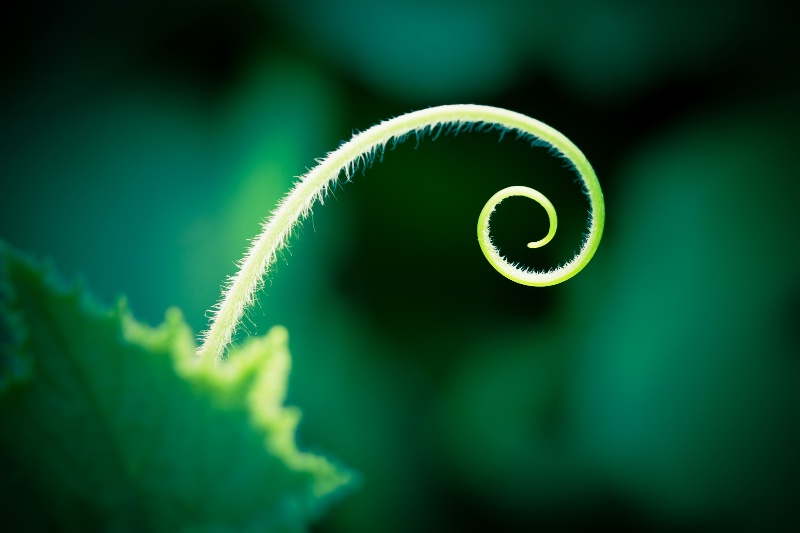 Nature´s Curves