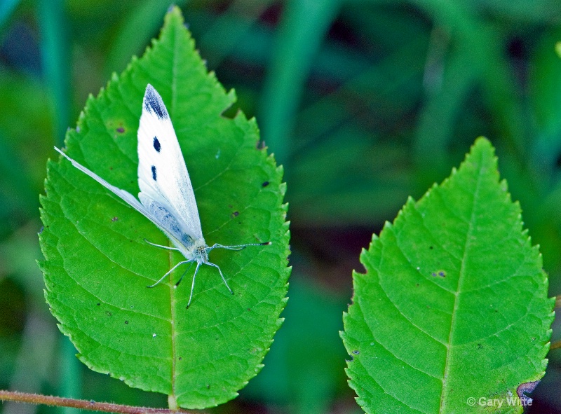 Cabbage White