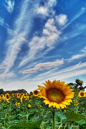 Sunflower Field