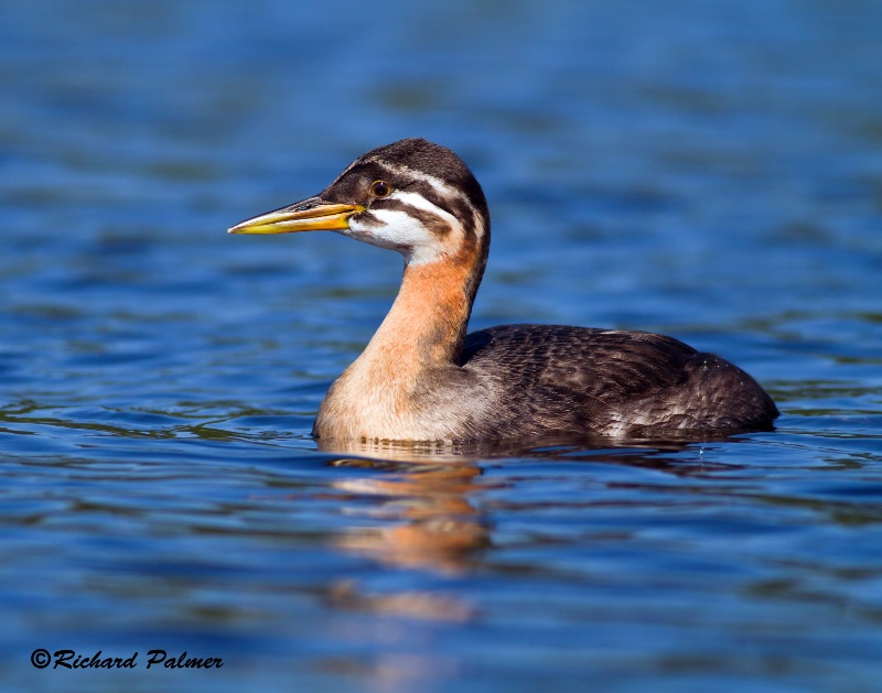 Young Rednecked Grebe