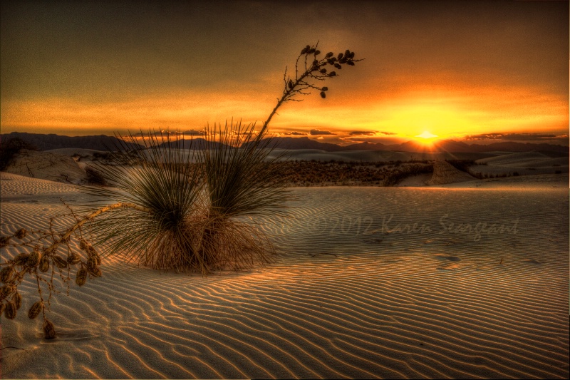 Yucca Sunset