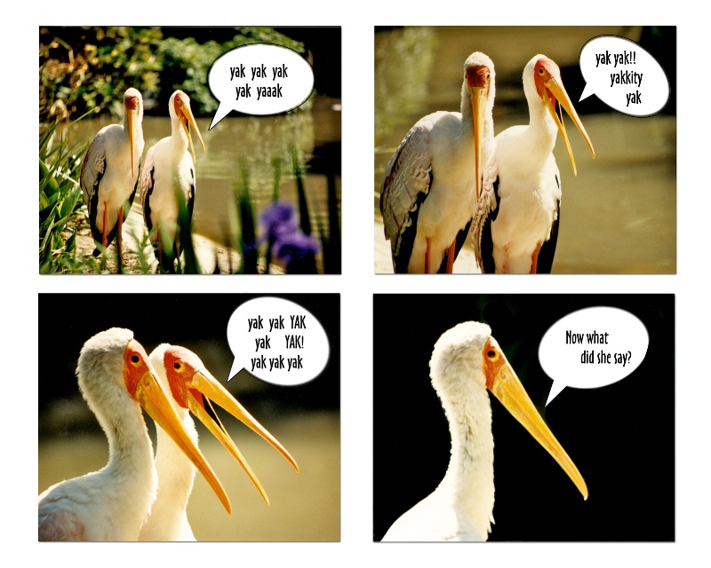 Yellow-billed Storks - ID: 13196168 © Terry Korpela