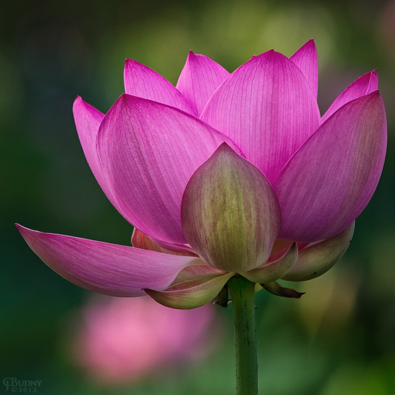 Summer Lotus - ID: 13196217 © Chris Budny