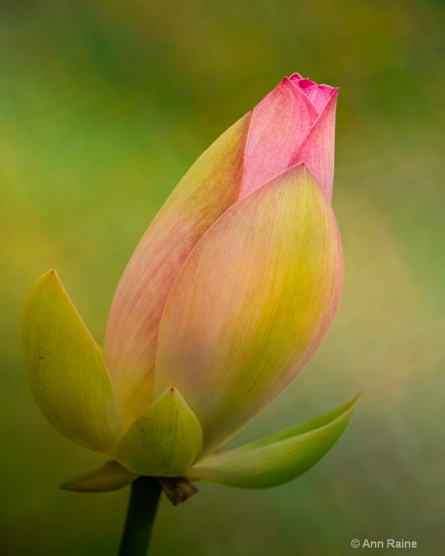 Lotus Bud