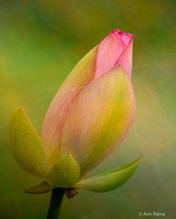 Lotus Bud