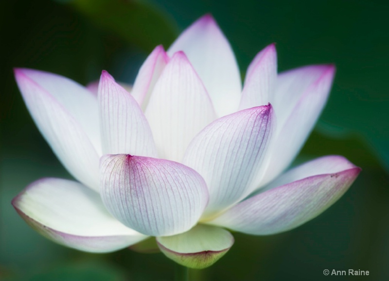 NYBG Lotus Flower