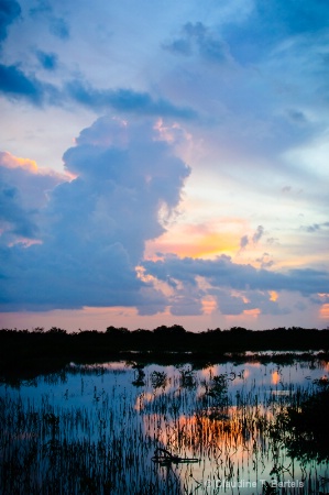 Mangrove Marsh Sunset