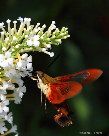 Hummingbird Clear-wing Moth doing the Dance