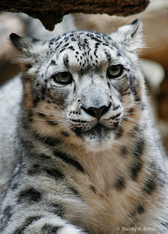 Snow Leopard