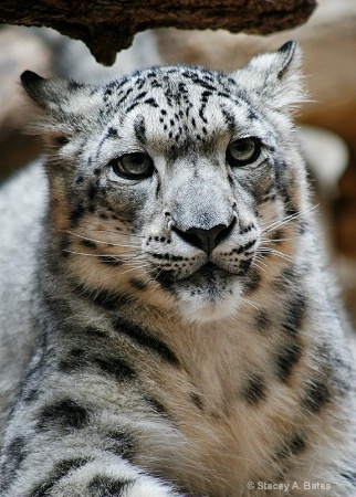 Snow Leopard