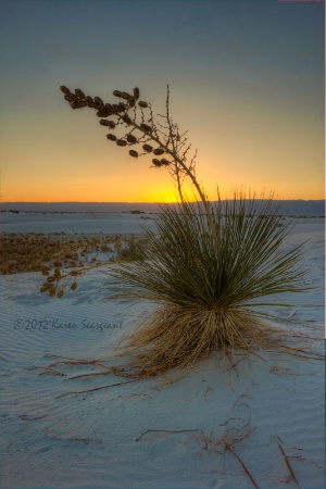 Sunrise Yucca