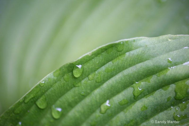 A Welcomed Rain