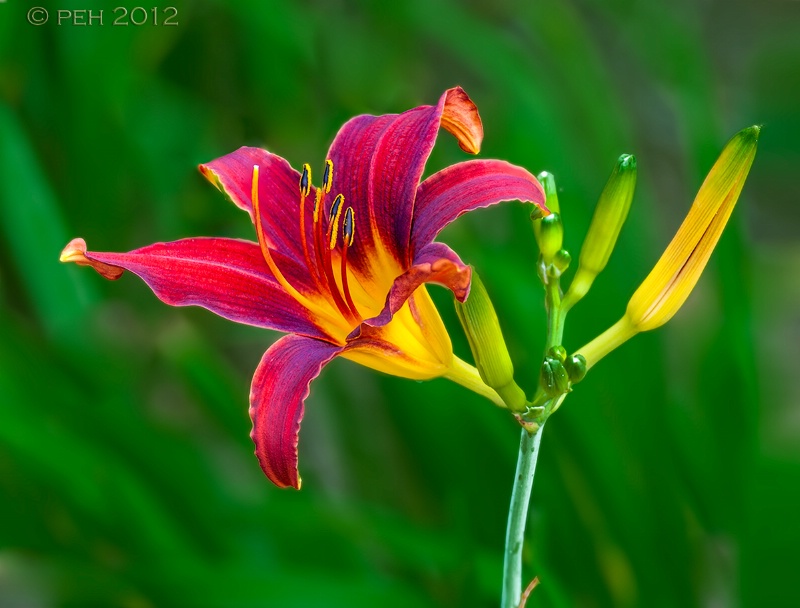 Asiatic Day Lily