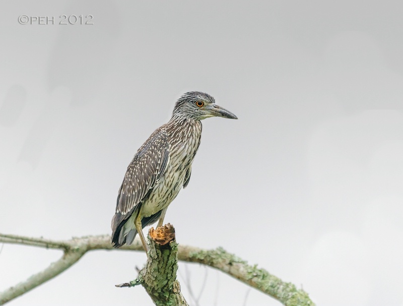 Juvenile Yellow Crowned Night Heron