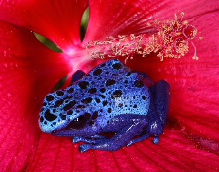 Blue Dart Frog