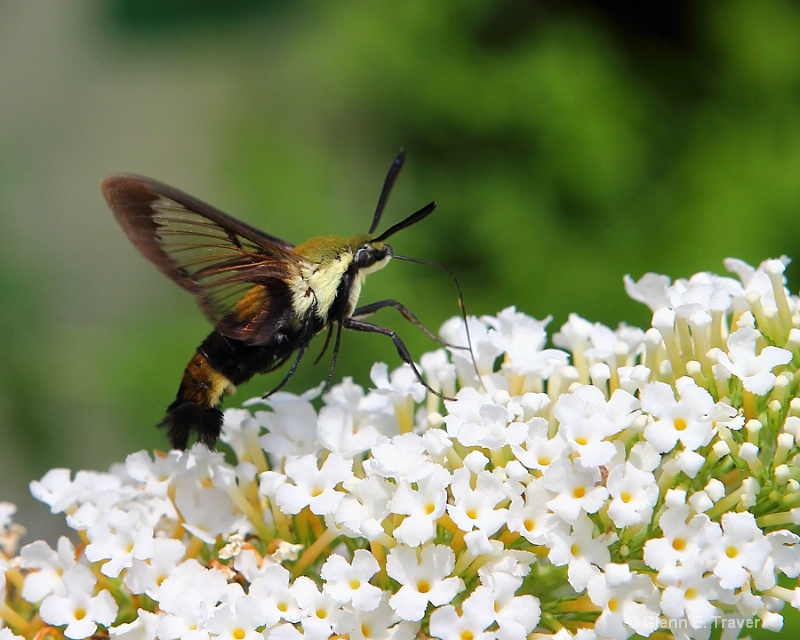 Hummingbird Clear-wing Moth on the Move