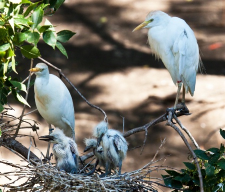 Egret family