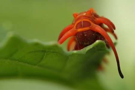 caterpillar in the mist