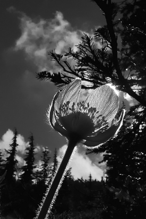 Mountain Flower