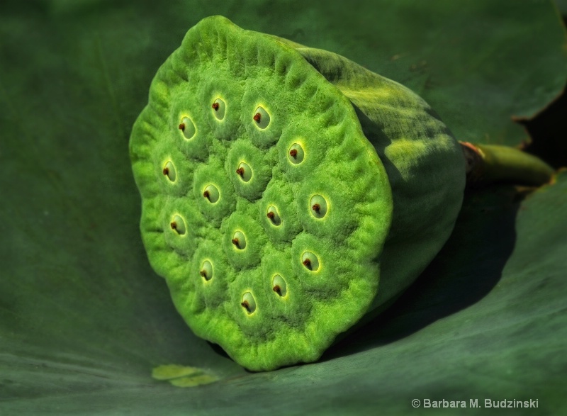 Resting On The Leaf