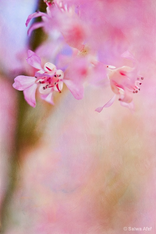 Painted Astilbe