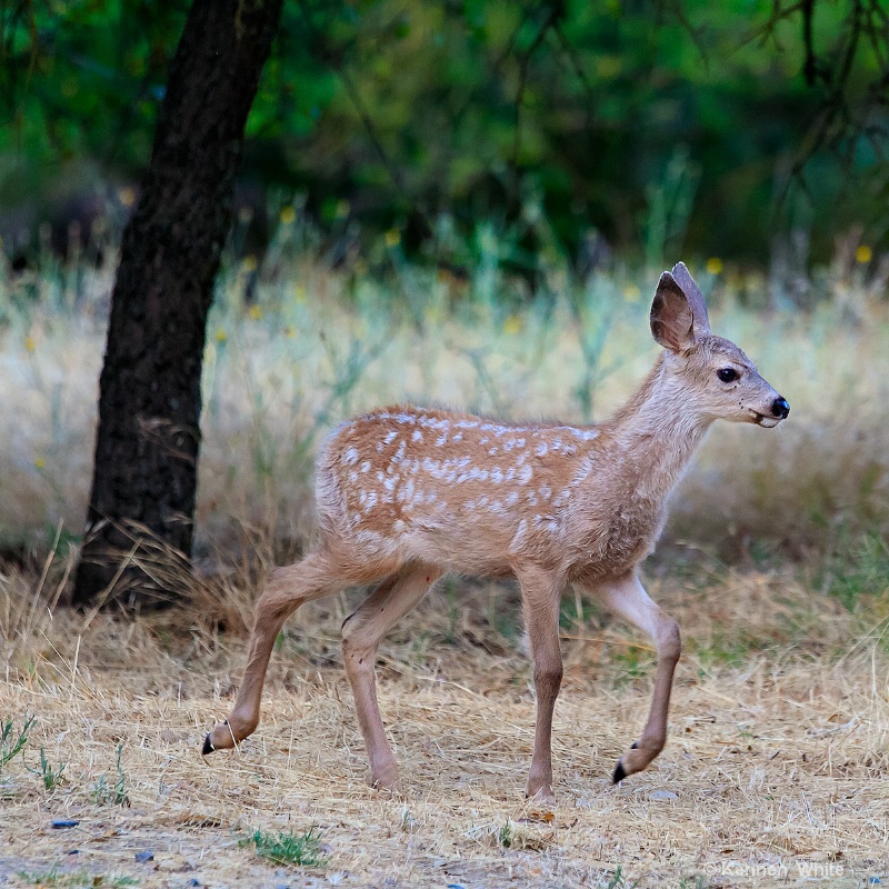 fawn-