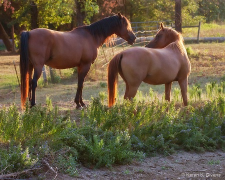 Horse Whispers