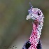 © Leslie J. Morris PhotoID # 13201728: Funny Fowl