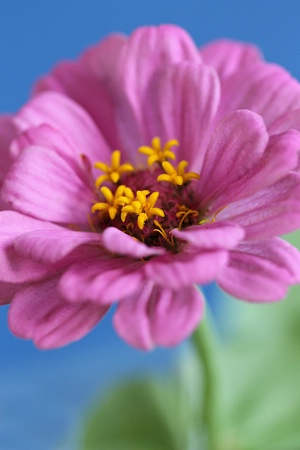 Zinnia #2