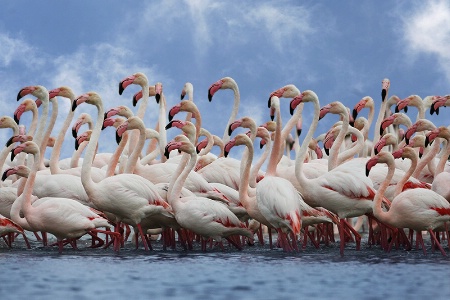 Flamingos