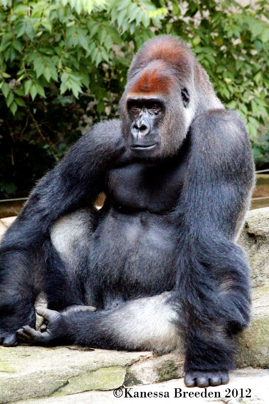 Kwashi the Gorilla