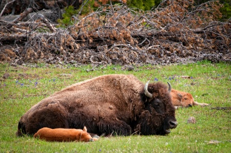Lying down with Buffalo