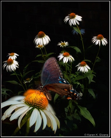 Coneflowers attract Butterflies