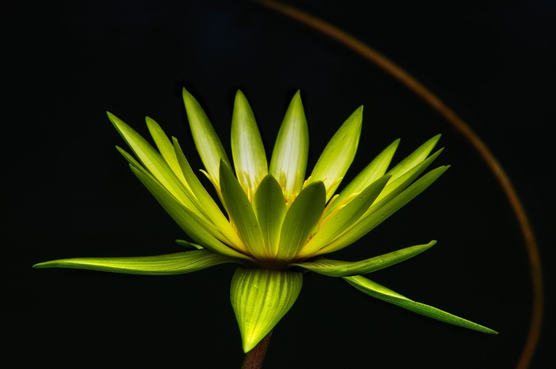 Water Lily #2 - ID: 13202993 © Bob Miller