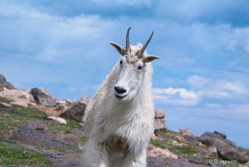 Mountain  Goat