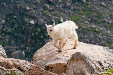 Baby Mountain Goat