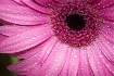 Daisy III