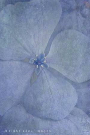 Blue Hydrangea