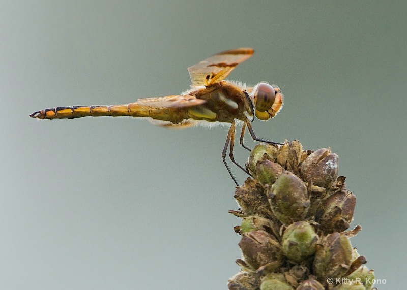 Could this be a Four Spotted Chaser Dragonfly?