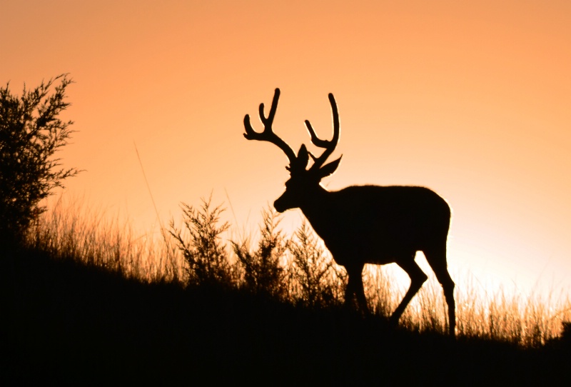 Deer  Hunter's  Dream