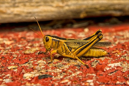 Prairie Grasshopper