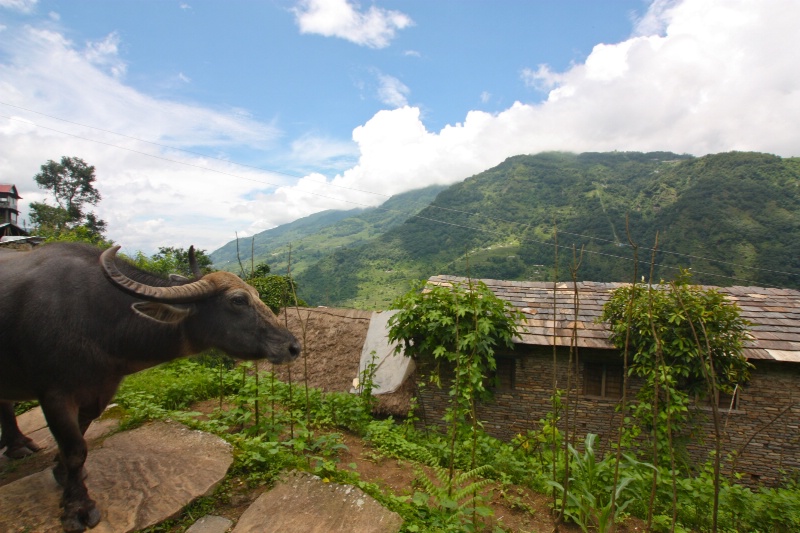 water buffalo