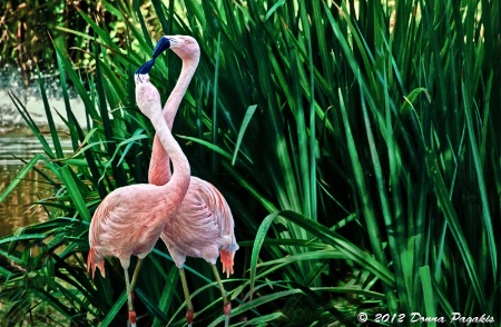 Summer Courtship 