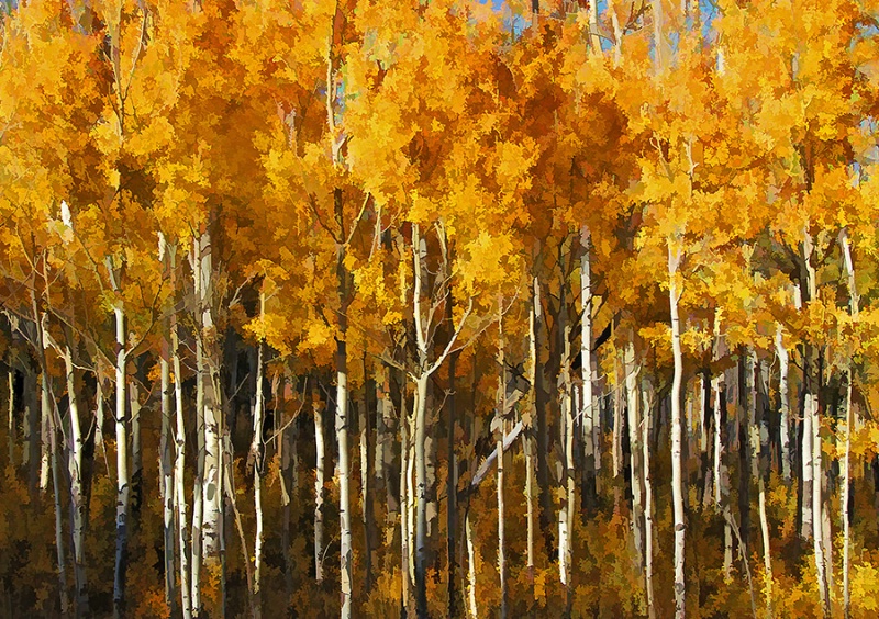 Autumn Aspens