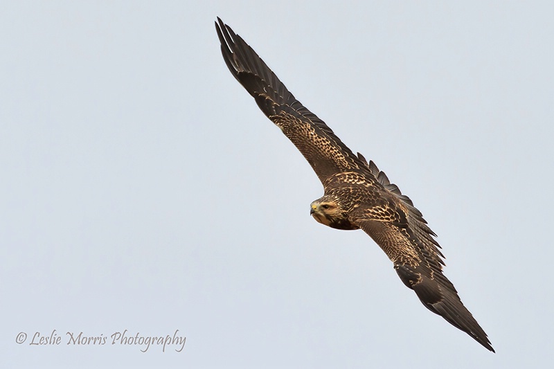 Soaring Swainson's Hawk - ID: 13205544 © Leslie J. Morris