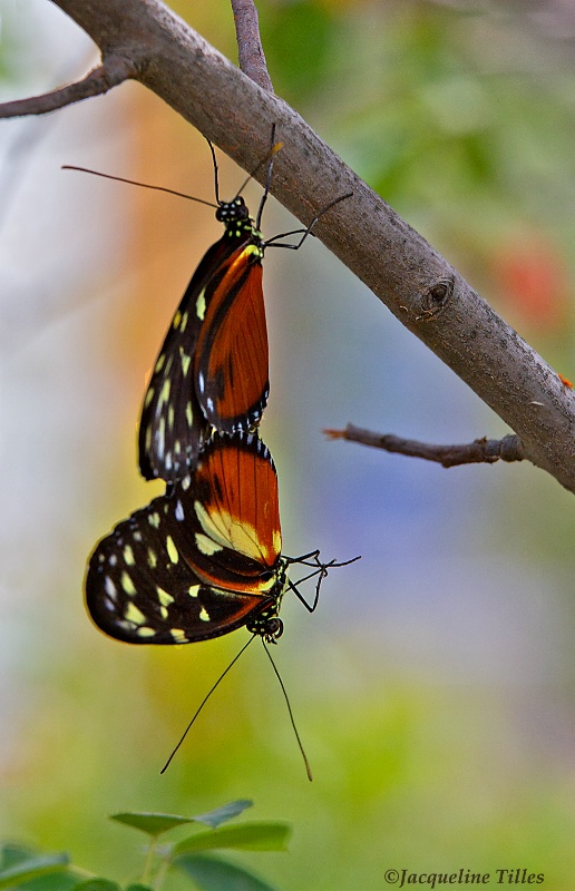 Tiger Longwing Butterflies - ID: 13205652 © Jacqueline A. Tilles